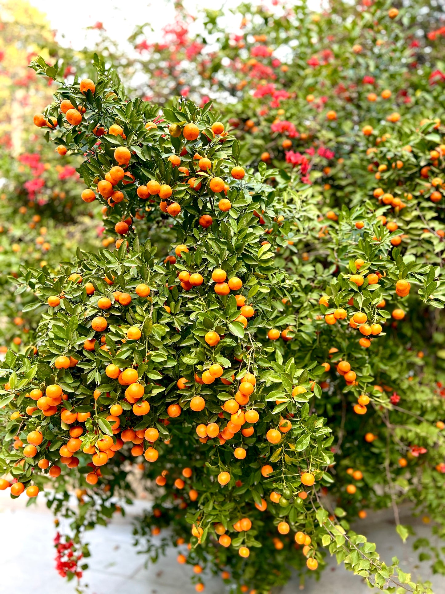 Clementine Marmalade